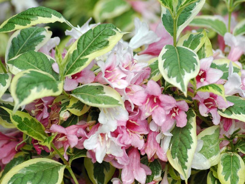 Krzewuszka Nana Variegata C2 E