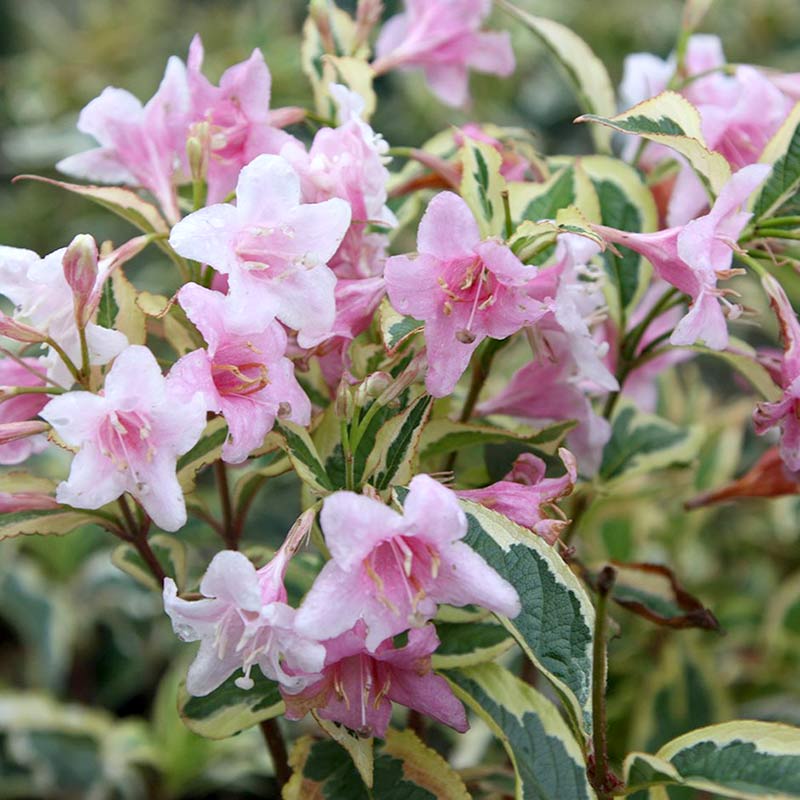 Krzewuszka Nana Variegata C2 E