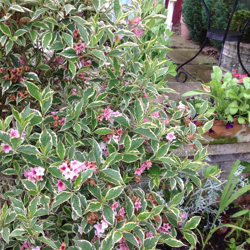 Krzewuszka Nana Variegata C2 E