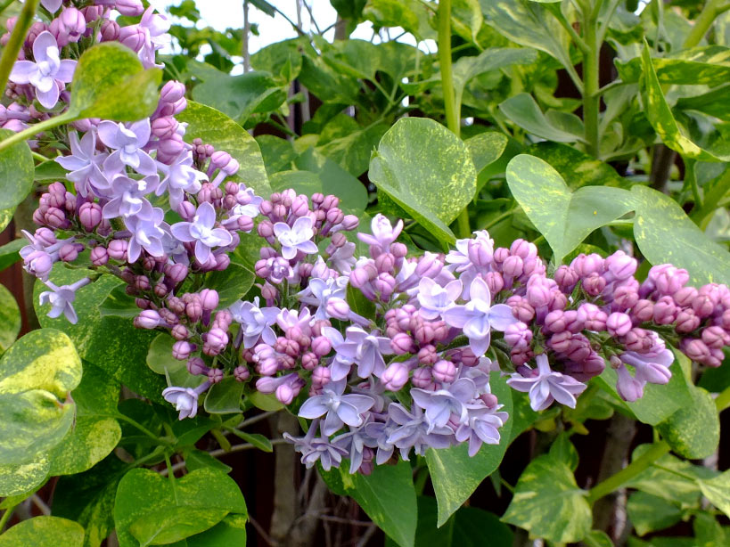 Lilak pospolity Aucubaefolia C3