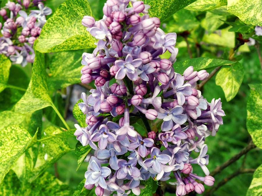 Lilak pospolity Aucubaefolia C3