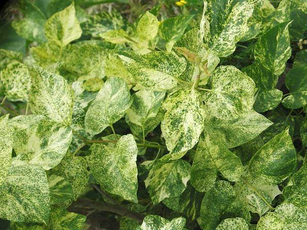 Lilak pospolity Aucubaefolia C3