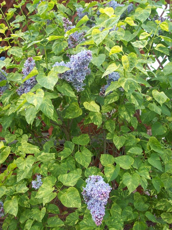 Lilak pospolity Aucubaefolia C3