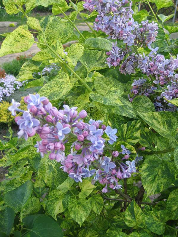 Lilak pospolity Aucubaefolia C3