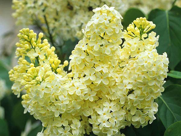 Lilak pospolity Primrose P9