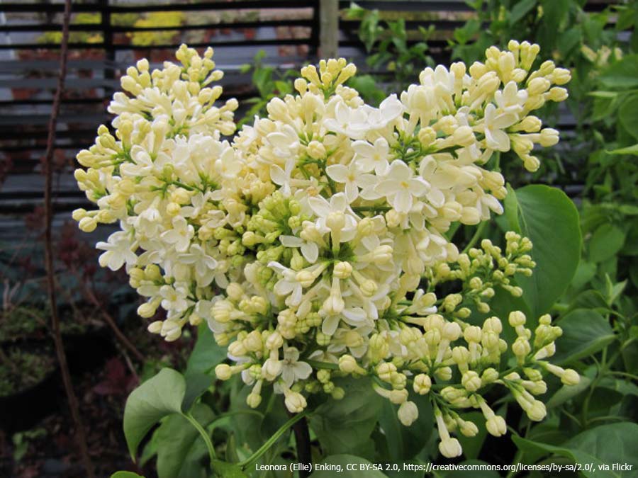Lilak pospolity Primrose P9