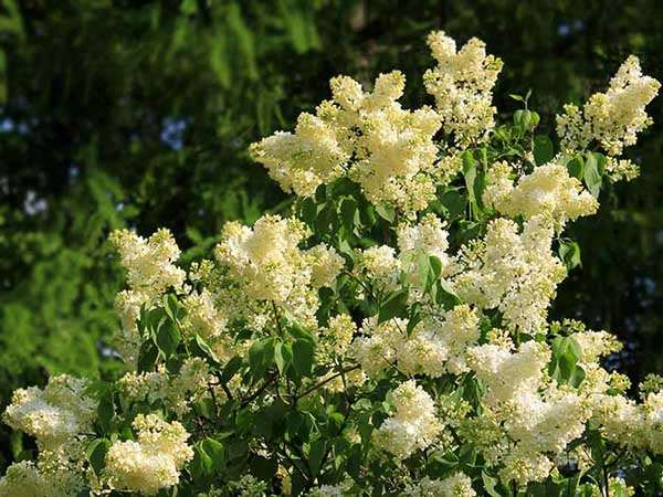 Lilak pospolity Primrose P9