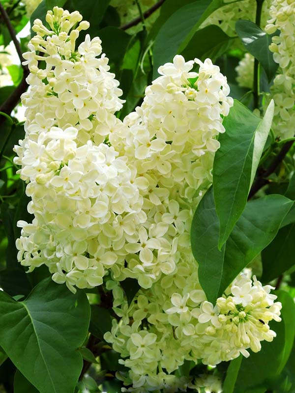 Lilak pospolity Primrose P9