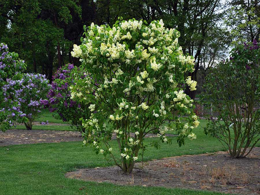 Lilak pospolity Primrose P9