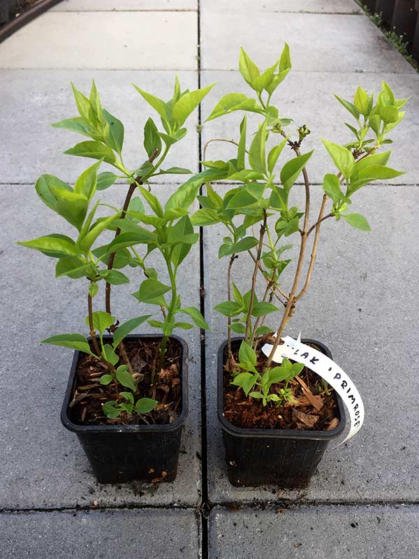Lilak pospolity Primrose P9