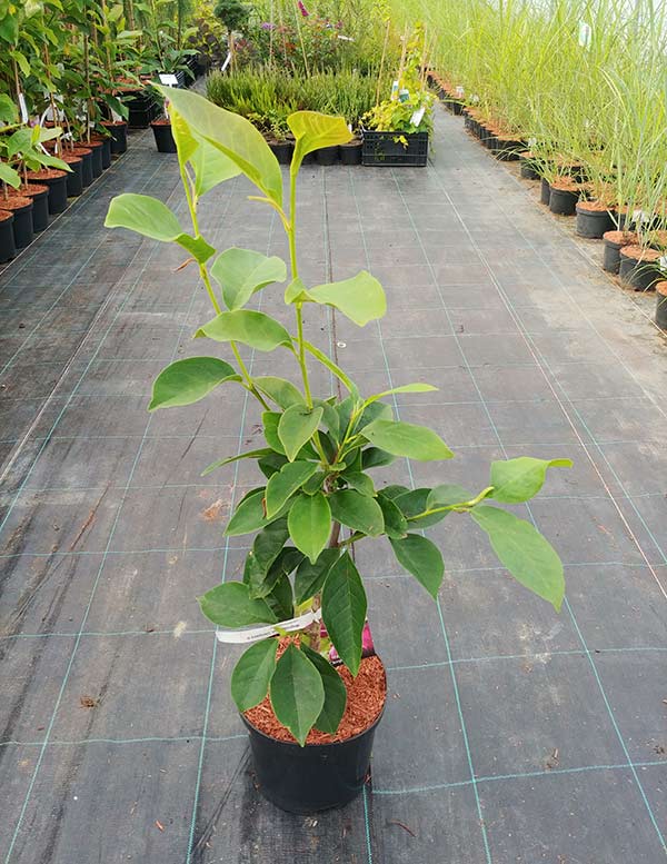 Magnolia Cleopatra