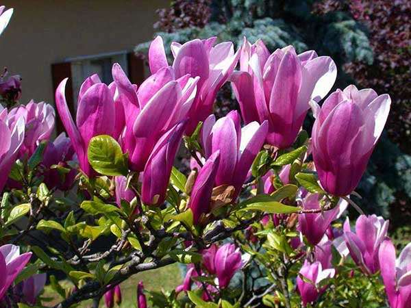 Magnolia Susan P9