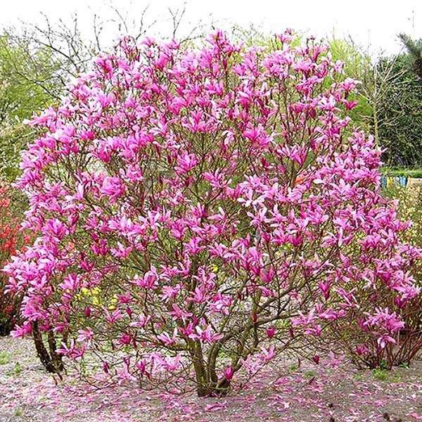 Magnolia Susan P9
