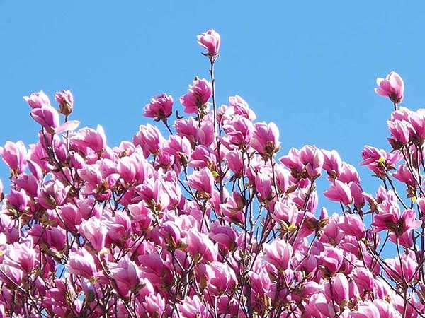 Magnolia Susan P9