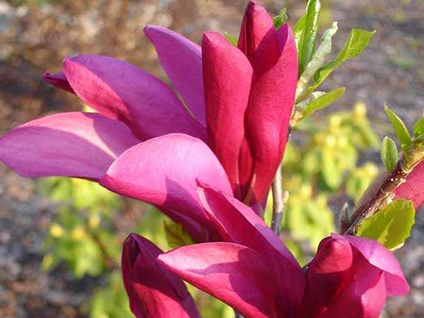 Magnolia Susan P9