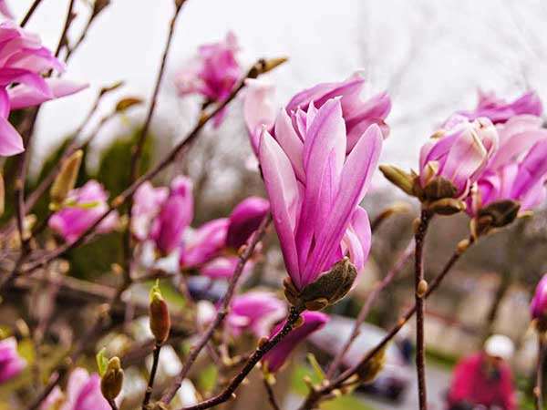 Magnolia Susan P9