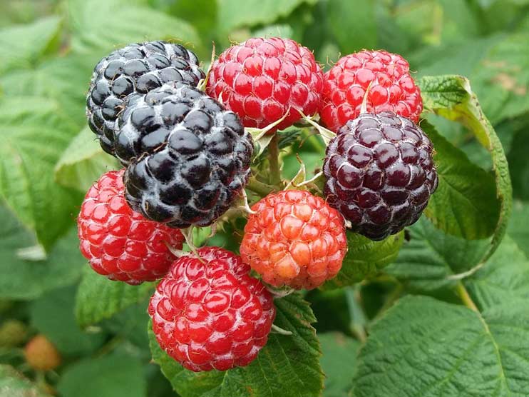 Malina czarna (Rubus occidentalis) Bristol C2 E