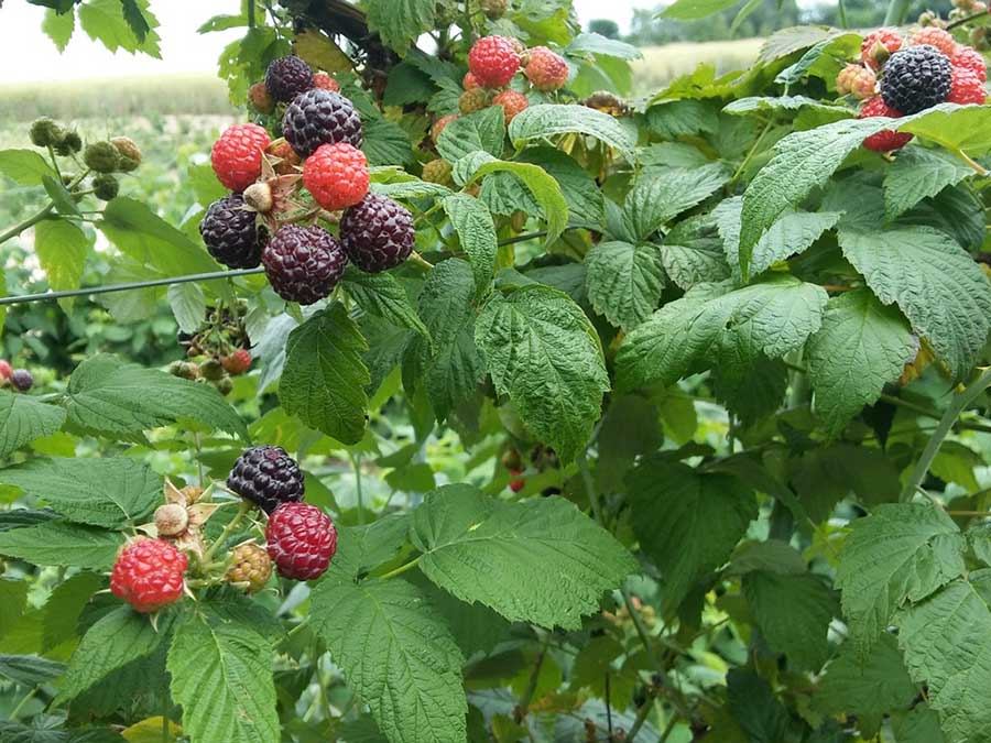 Malina czarna (Rubus occidentalis) Bristol C2 E