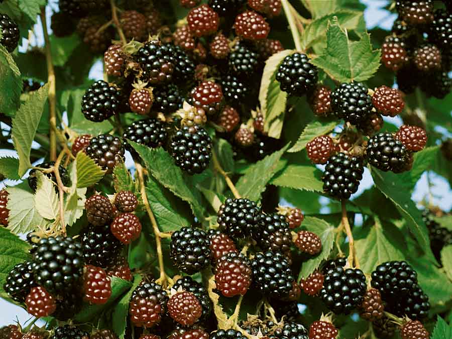 Malina czarna (Rubus occidentalis) Bristol C2 E