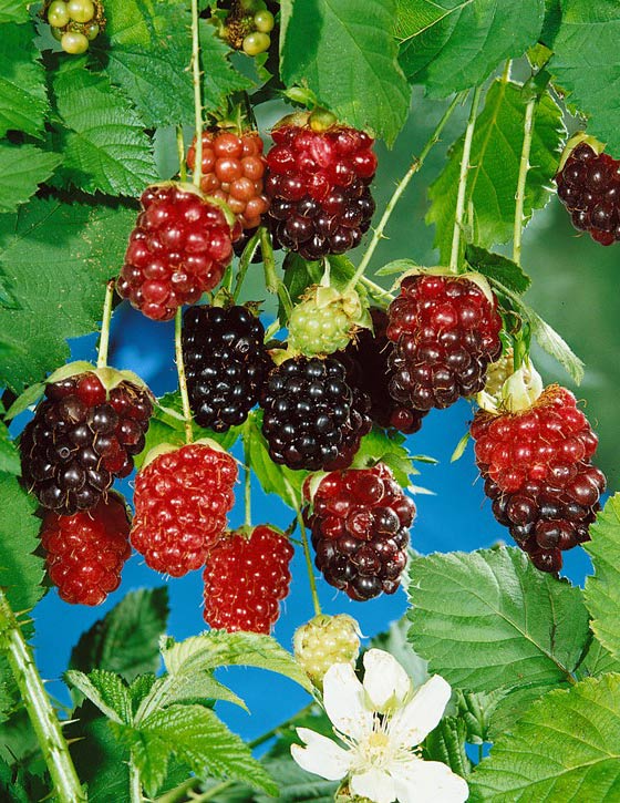 Malina czarna (Rubus occidentalis) Bristol C2 E