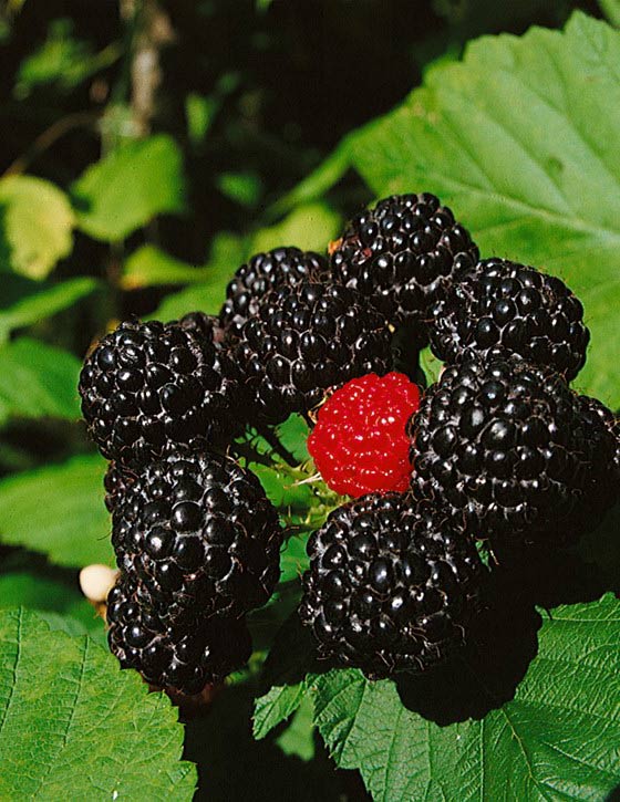 Malina czarna (Rubus occidentalis) Bristol C2 E