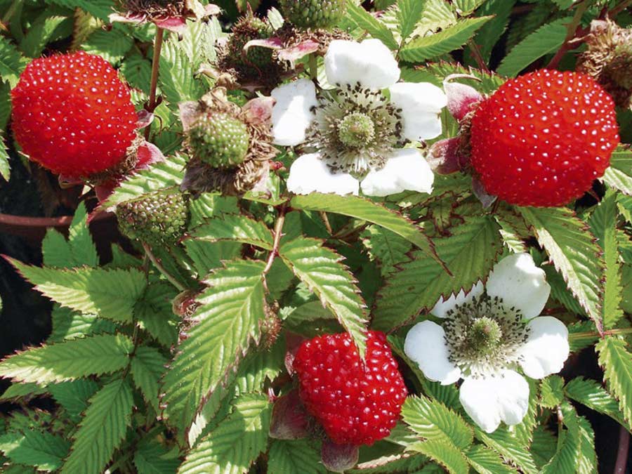 Malinotruskawka (Rubus illecebrosus) C2
