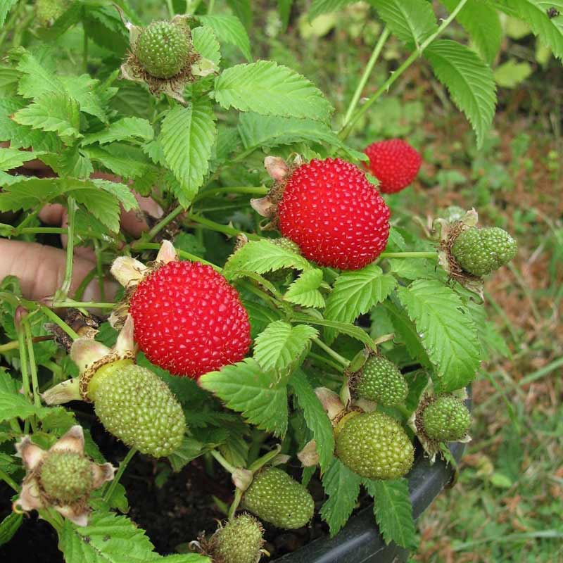 Malinotruskawka (Rubus illecebrosus) C2