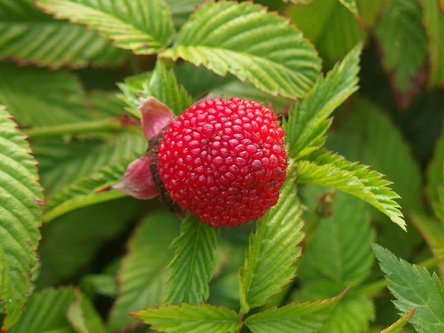 Malinotruskawka (Rubus illecebrosus) C2