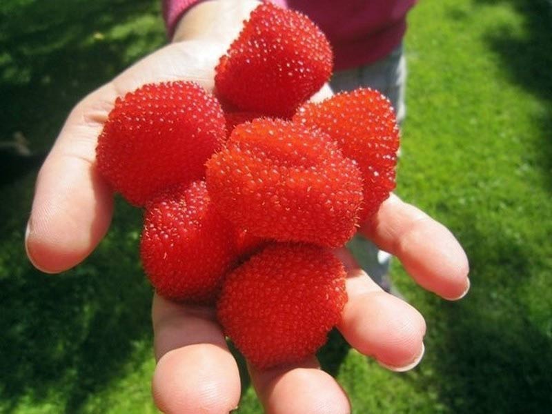 Malinotruskawka (Rubus illecebrosus) C2