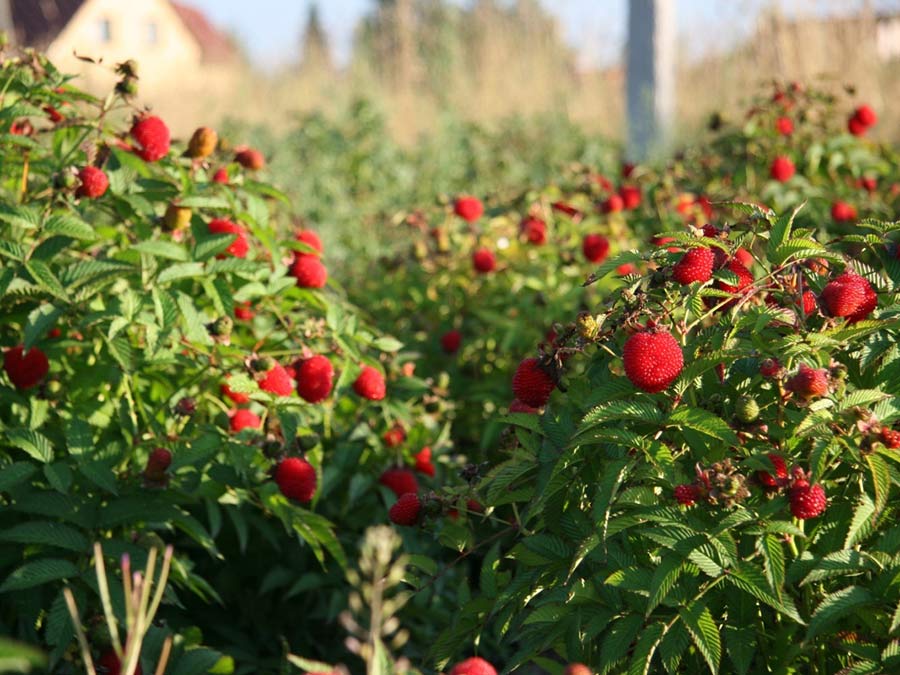 Malinotruskawka (Rubus illecebrosus) C2