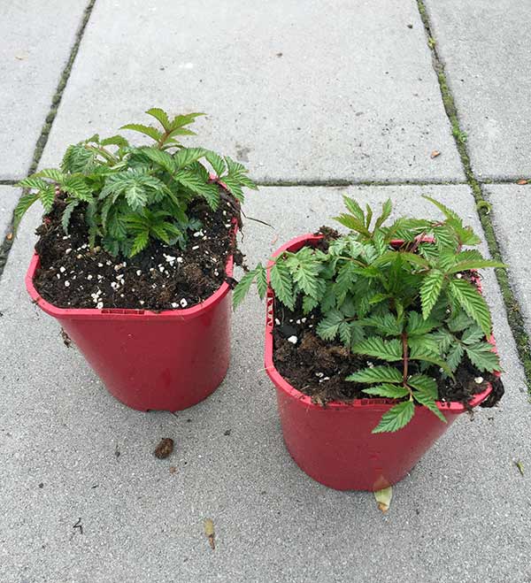 Malinotruskawka (Rubus illecebrosus) C2