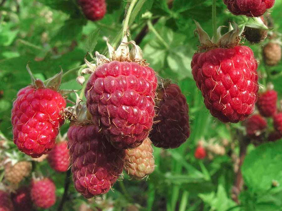 Malina właściwa (Rubus idaeus) Polana C2 E