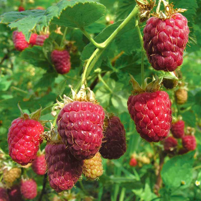Malina właściwa (Rubus idaeus) Polana C2 E