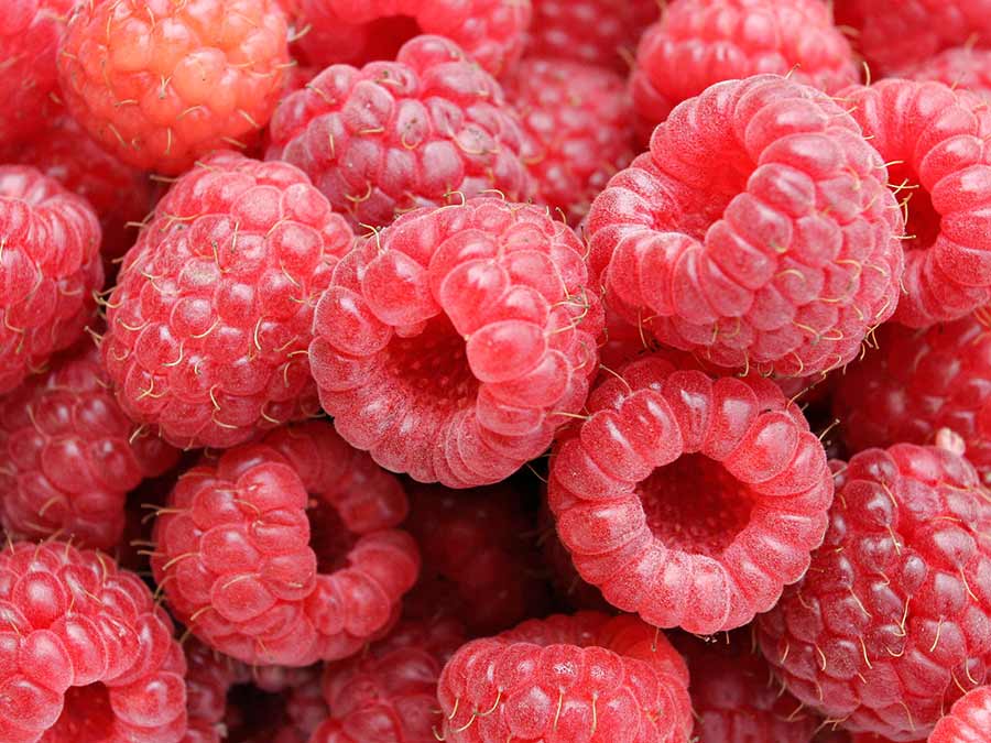 Malina właściwa (Rubus idaeus) Polana C2 E