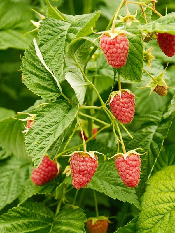 Malina właściwa (Rubus idaeus) Polana C2 E