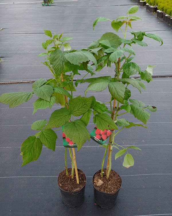 Malina właściwa (Rubus idaeus) Polana C2 E