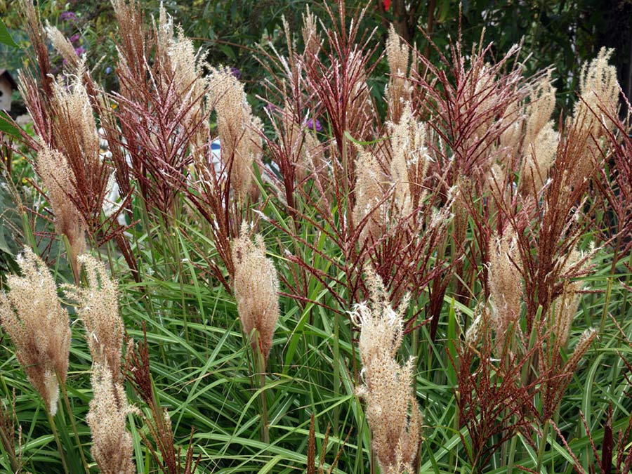 Miskant chiński Rotsilber C3 E