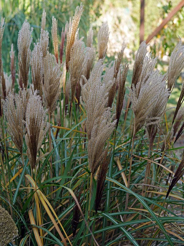 Miskant chiński Rotsilber C3 E