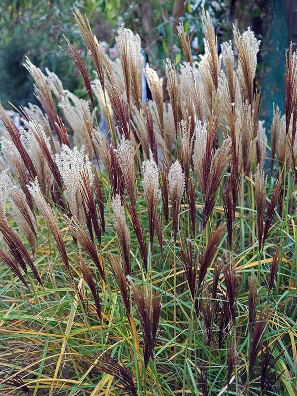 Miskant chiński Rotsilber C3 E