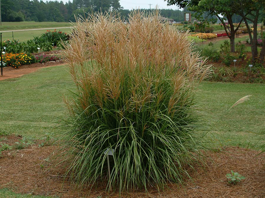 Miskant chiński Rotsilber C3 E