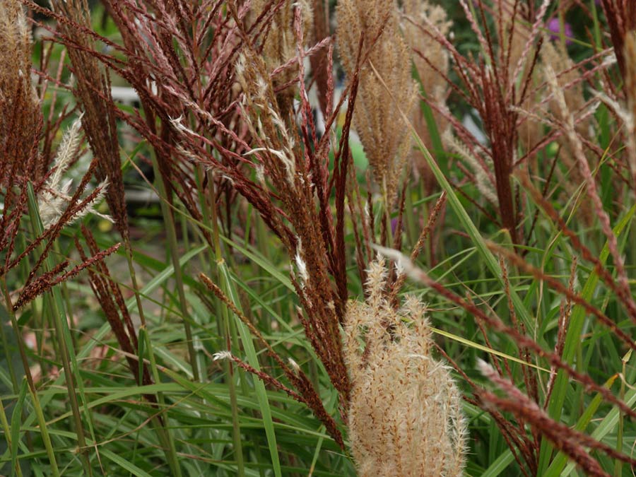 Miskant chiński Rotsilber C3 E