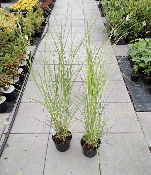 Miskant chiński Rotsilber C3 E