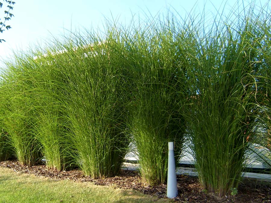 Miskant chiński Sarabande C2