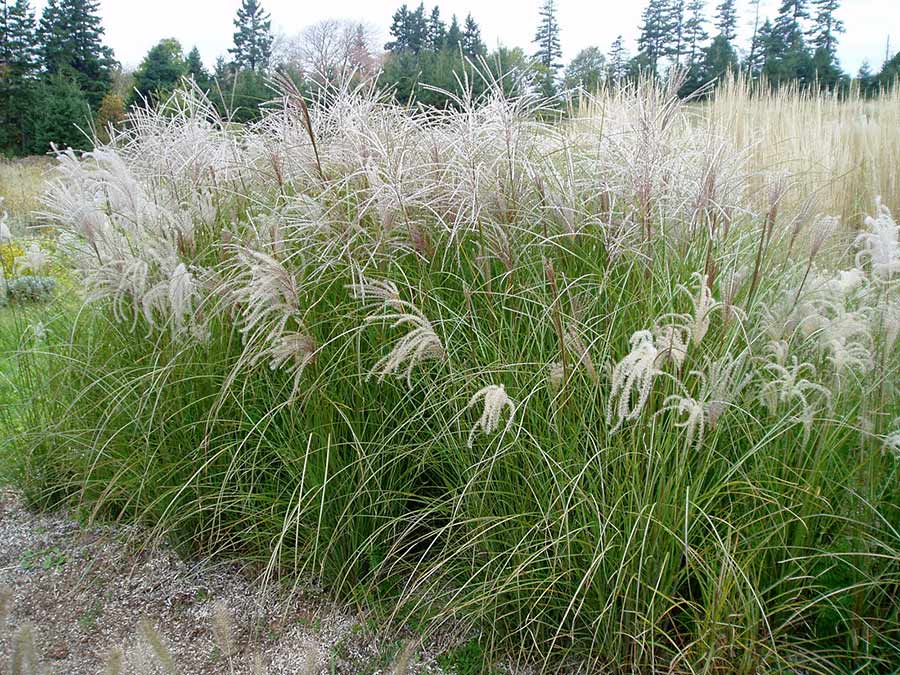 Miskant chiński Sarabande C2