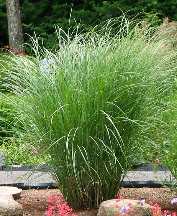 Miskant chiński Sarabande C2