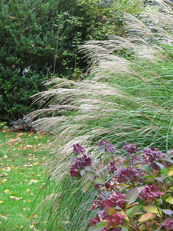 Miskant chiński Sarabande C2