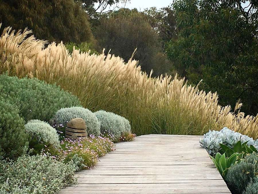 Miskant chiński Sarabande C2