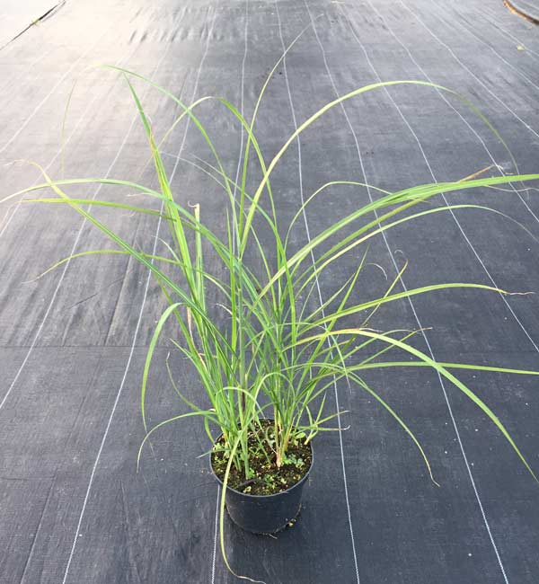 Miskant chiński Sarabande C2