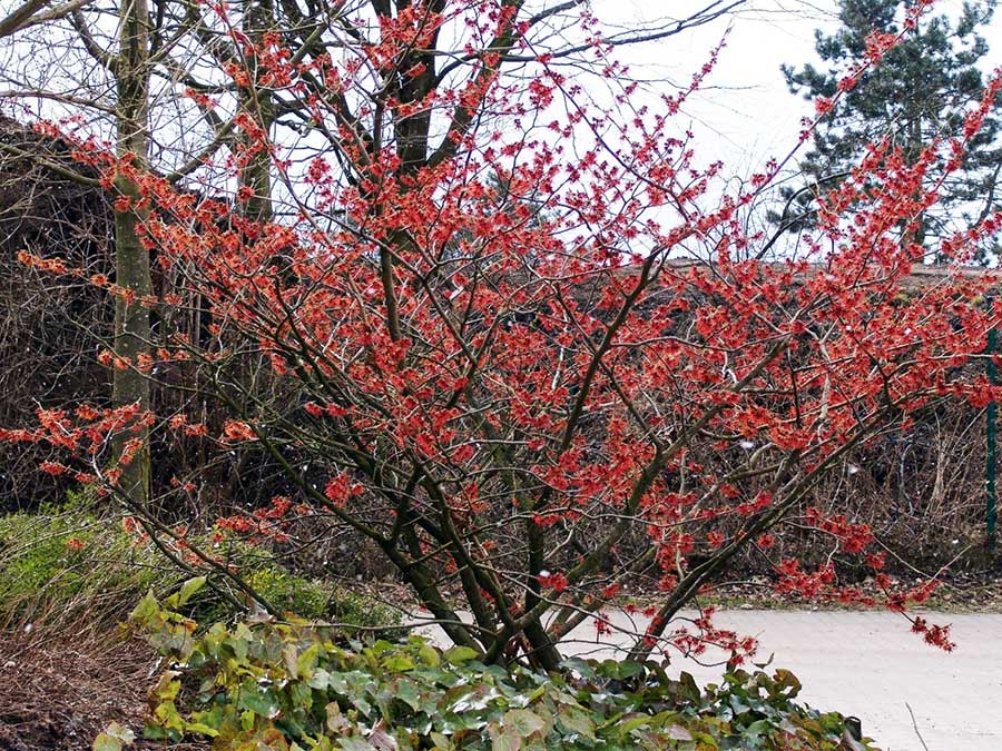 Oczar pośredni Rubin C2