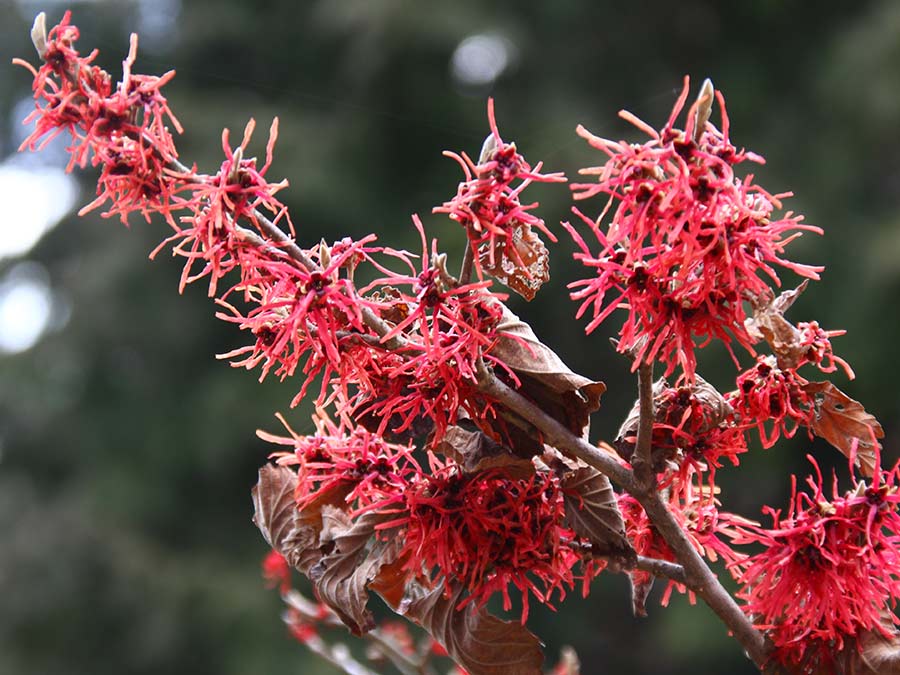 Oczar pośredni Rubin C2